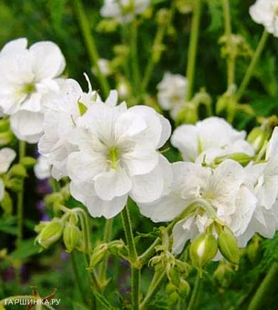 Герань садовая Лаура