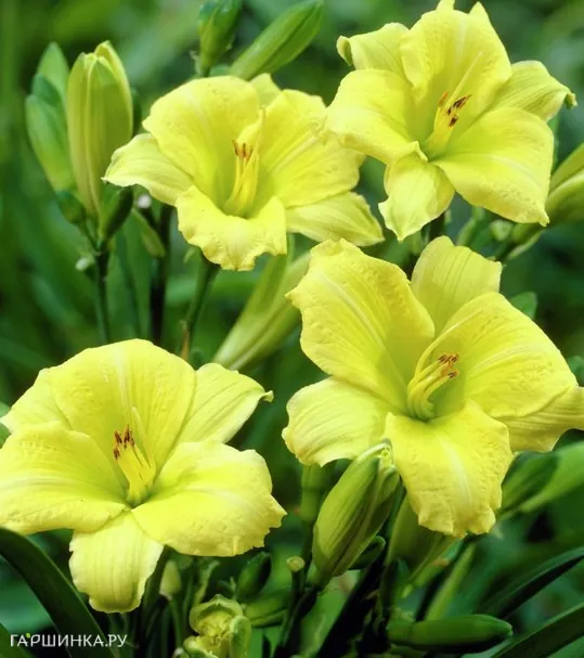 Лилейник Грин Флутер