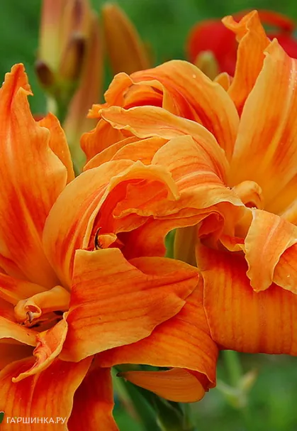 Лилейник Априкот Бьюти