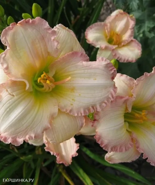 Лилейник Фростид Винтаж Раффлз