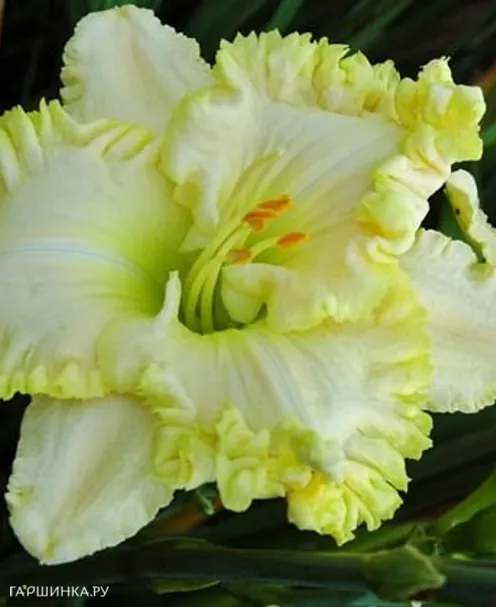 Лилейник Грин Мистик