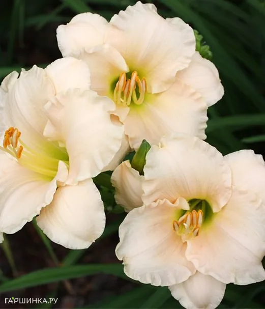 Лилейник Лулаби Бэби