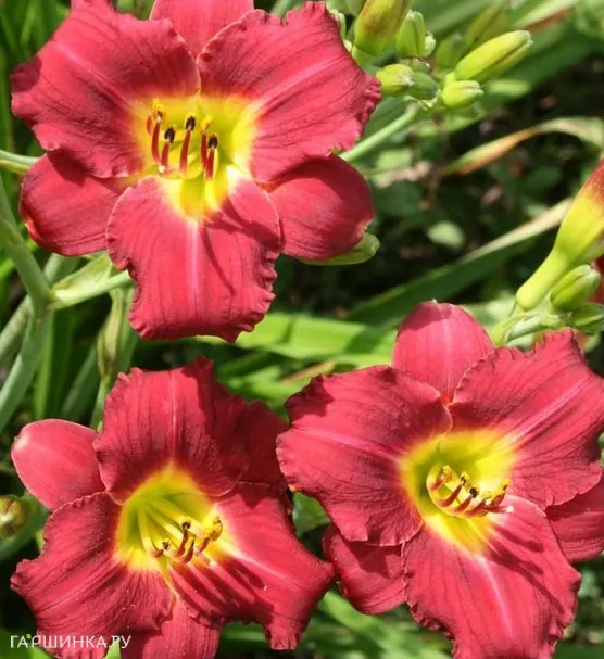 Лилейник Пардон Ми