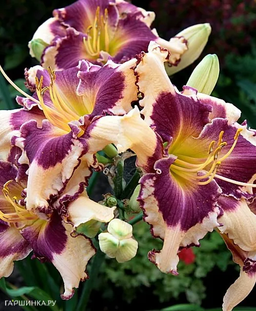 Лилейник Сабина Баур