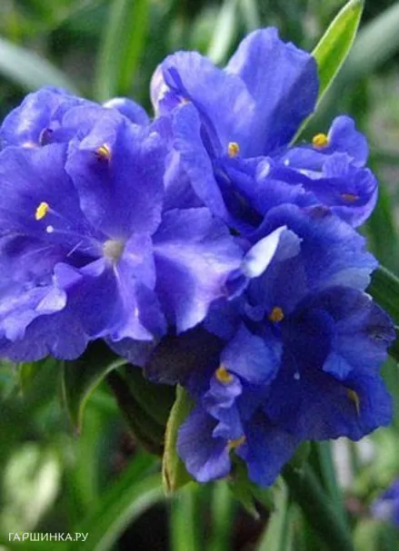 Традесканция Церулеа плена