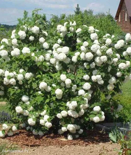 Калина Бульденеж (Розеум)