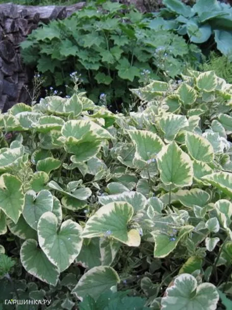 Бруннера Хадспен Крим