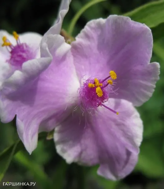 Традесканция Пинк Шаблис