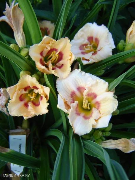 Лилейник Ол Американ Бэйби