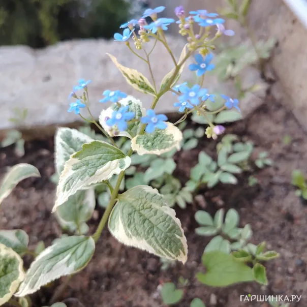 превью изображения отзыва