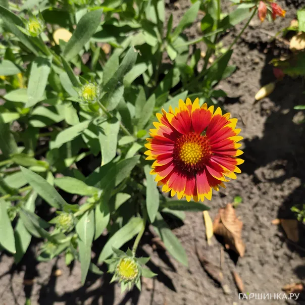 превью изображения отзыва