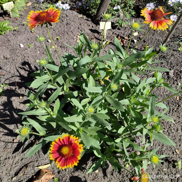 превью изображения отзыва