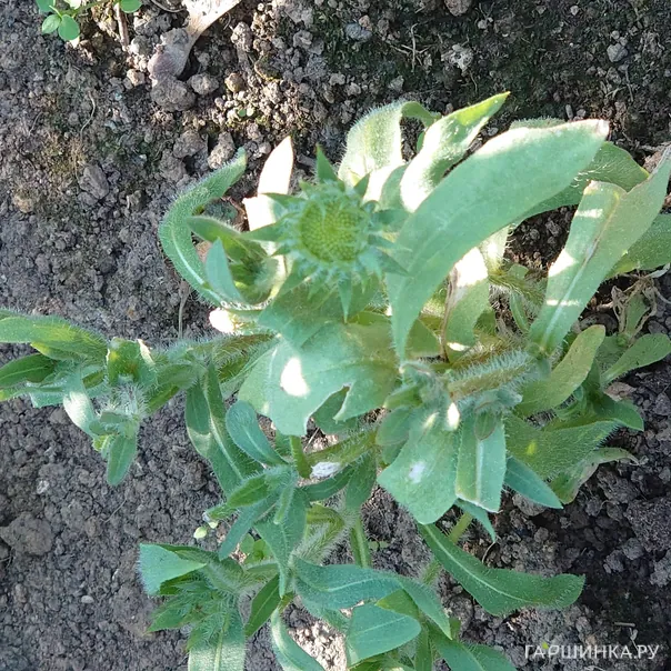 превью изображения отзыва