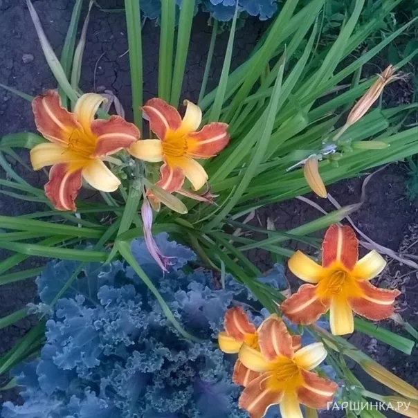 превью изображения отзыва