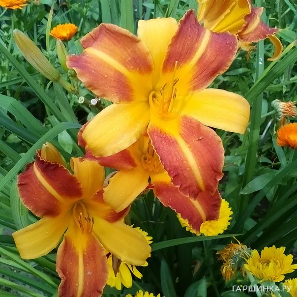 превью изображения отзыва