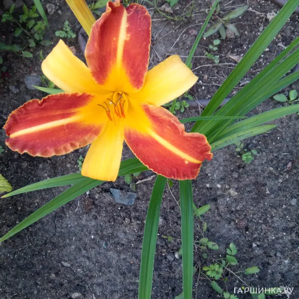 превью изображения отзыва