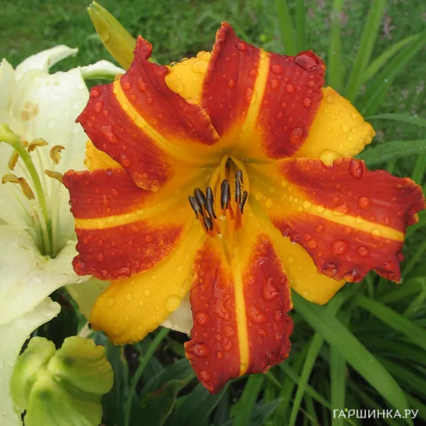 превью изображения отзыва