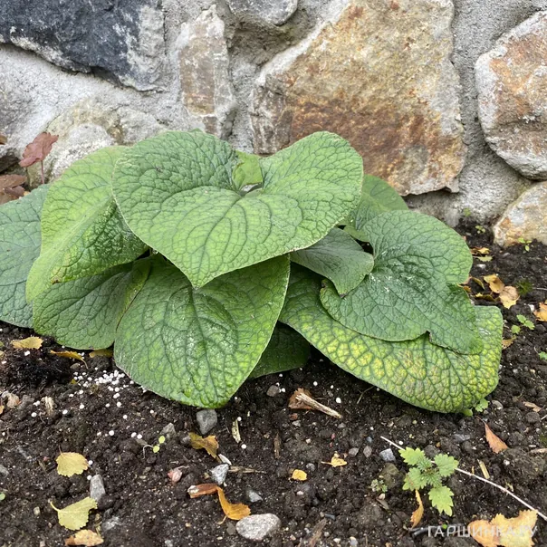 превью изображения отзыва