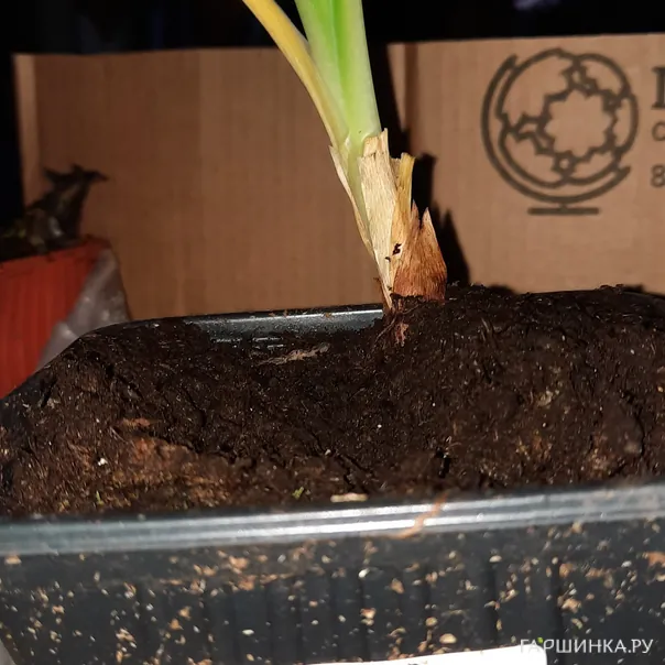 превью изображения отзыва