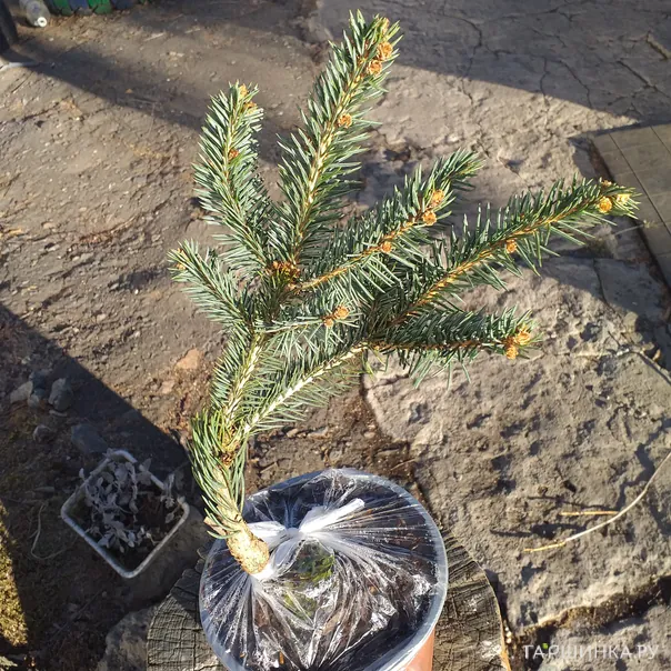 превью изображения отзыва