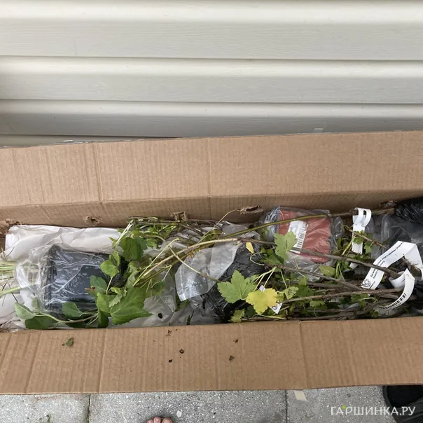 превью изображения отзыва