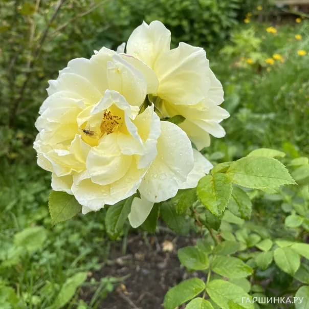 превью изображения отзыва