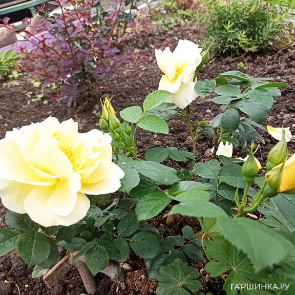 превью изображения отзыва