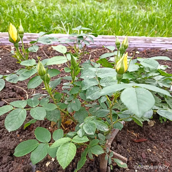 превью изображения отзыва