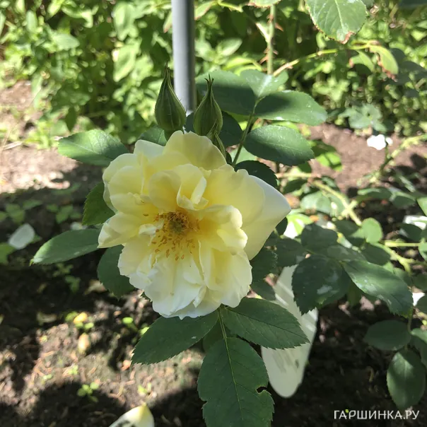 превью изображения отзыва