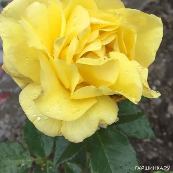 превью изображения отзыва