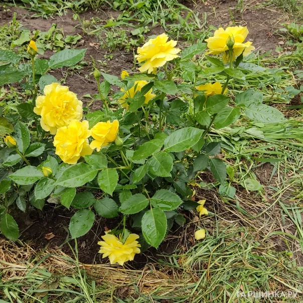 превью изображения отзыва