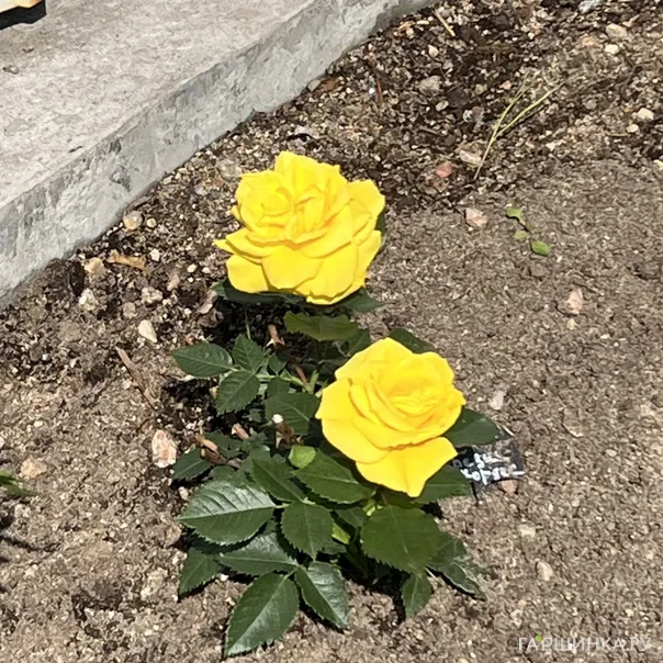 превью изображения отзыва