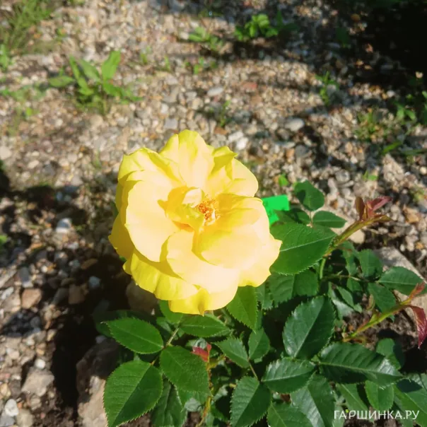 превью изображения отзыва