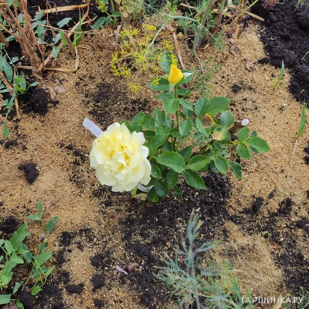 превью изображения отзыва