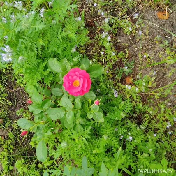 превью изображения отзыва