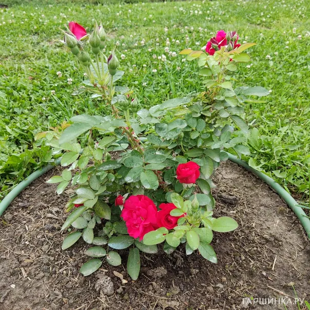 превью изображения отзыва