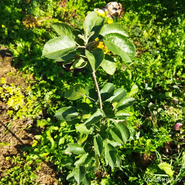 превью изображения отзыва