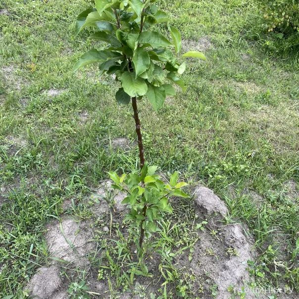 превью изображения отзыва