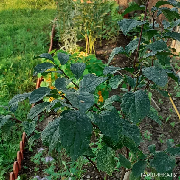 превью изображения отзыва