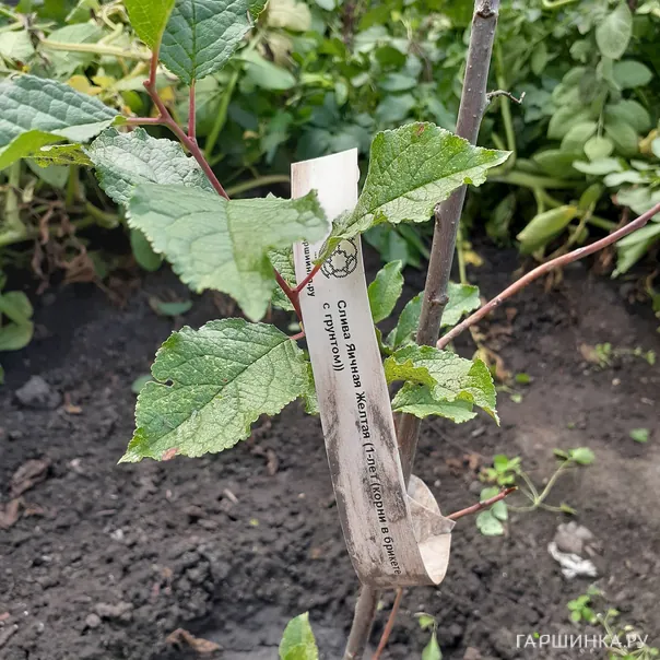 превью изображения отзыва