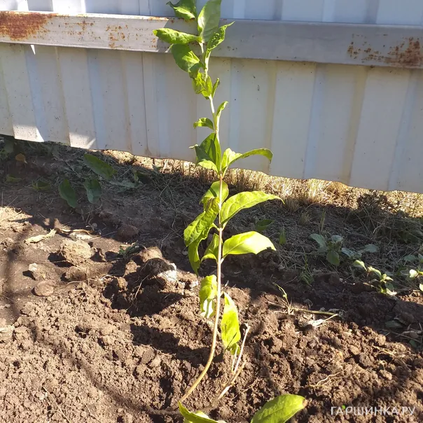 превью изображения отзыва