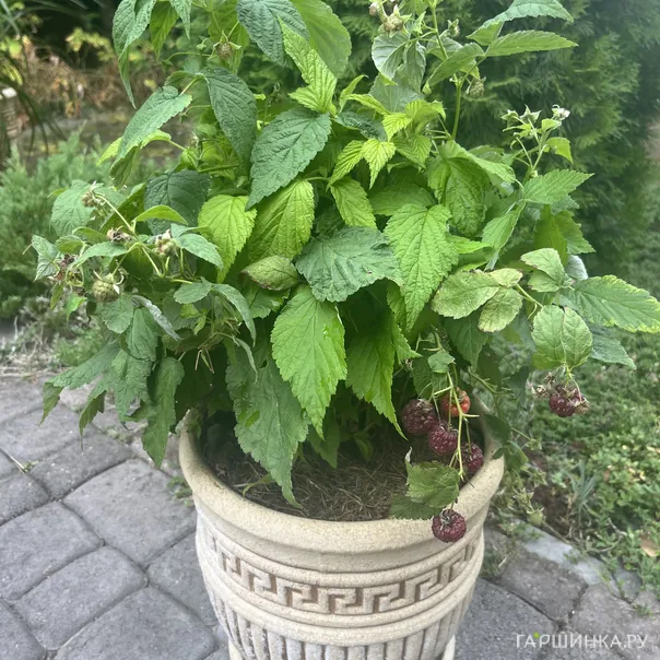 превью изображения отзыва