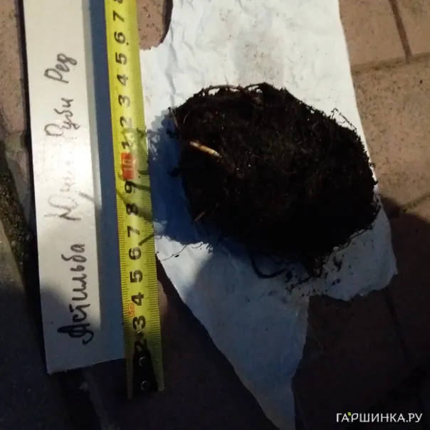 превью изображения отзыва