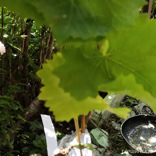 превью изображения отзыва