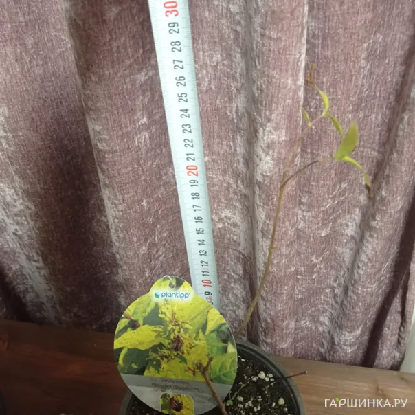 превью изображения отзыва