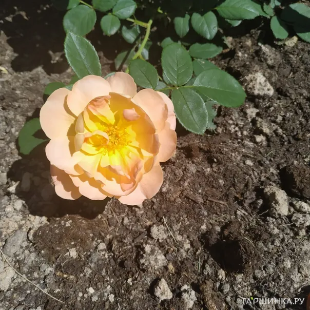 превью изображения отзыва