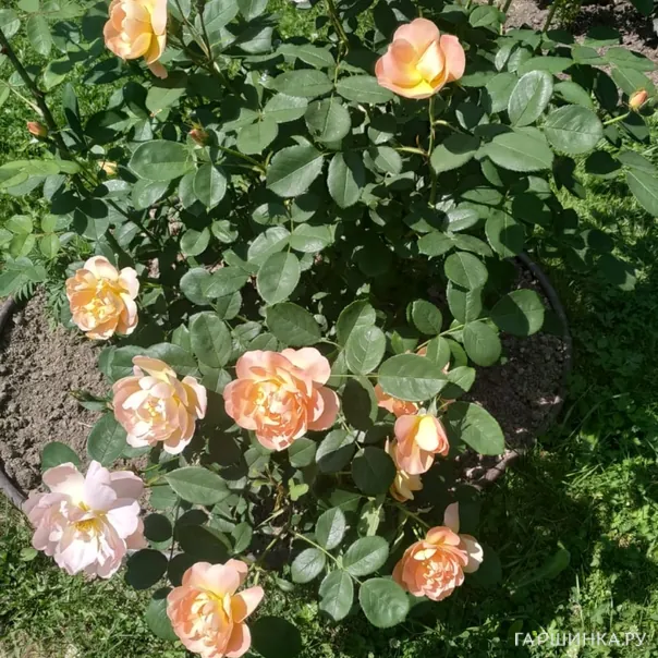 превью изображения отзыва