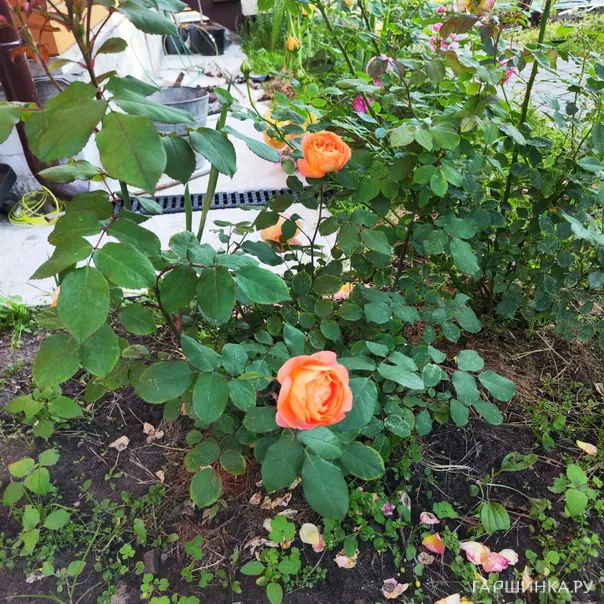 превью изображения отзыва