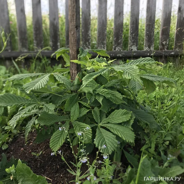 превью изображения отзыва