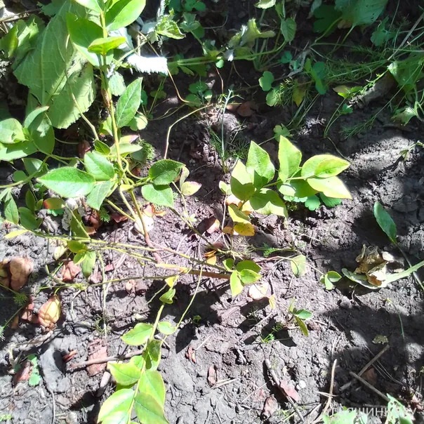 превью изображения отзыва